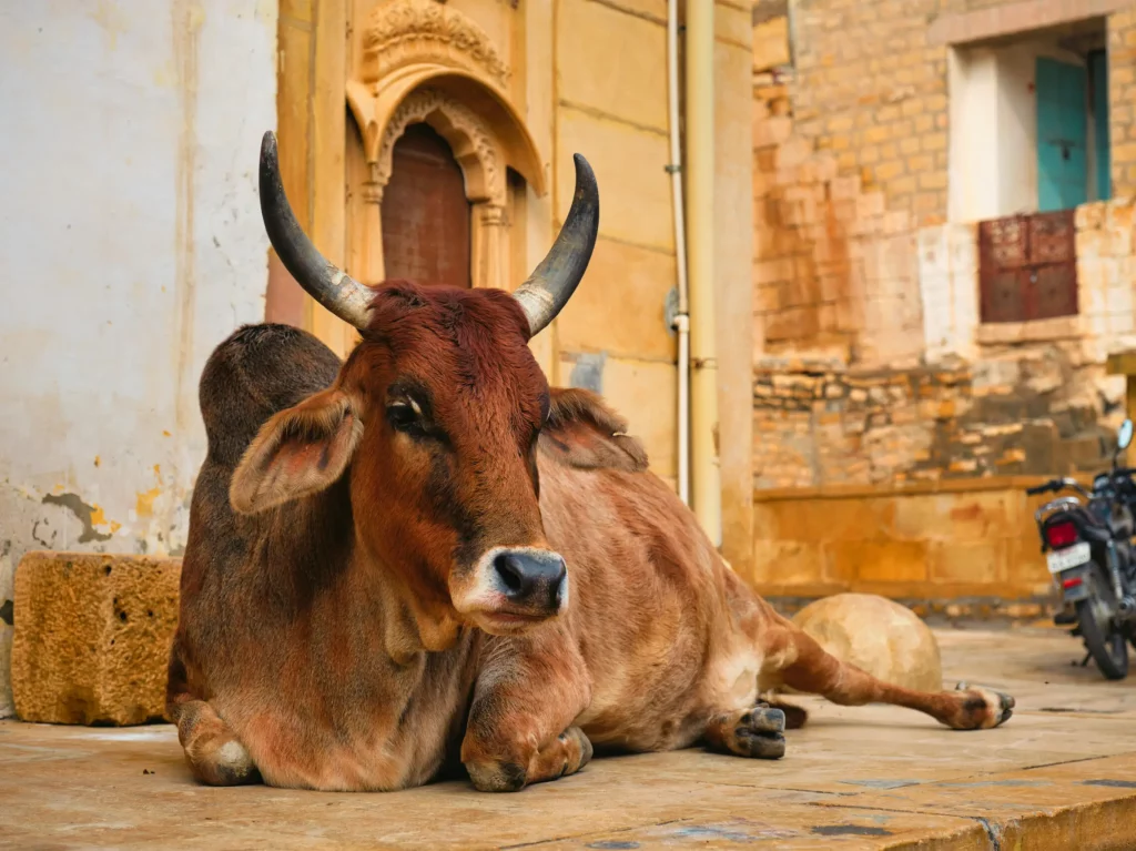 Divine Ayurveda Kapha