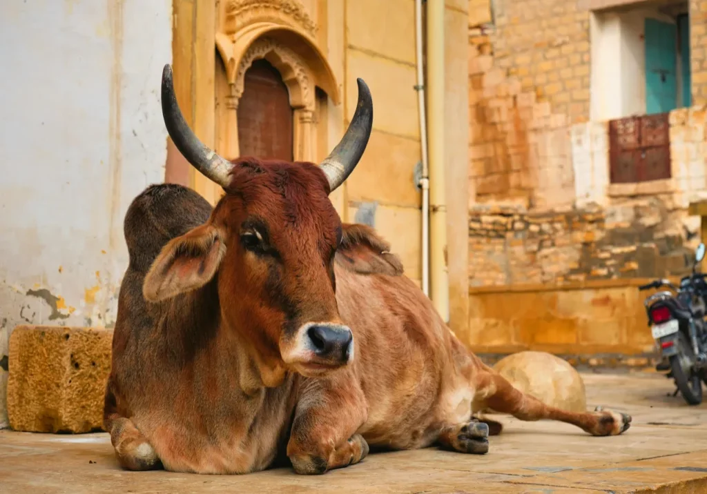 Divine Ayurveda Kapha