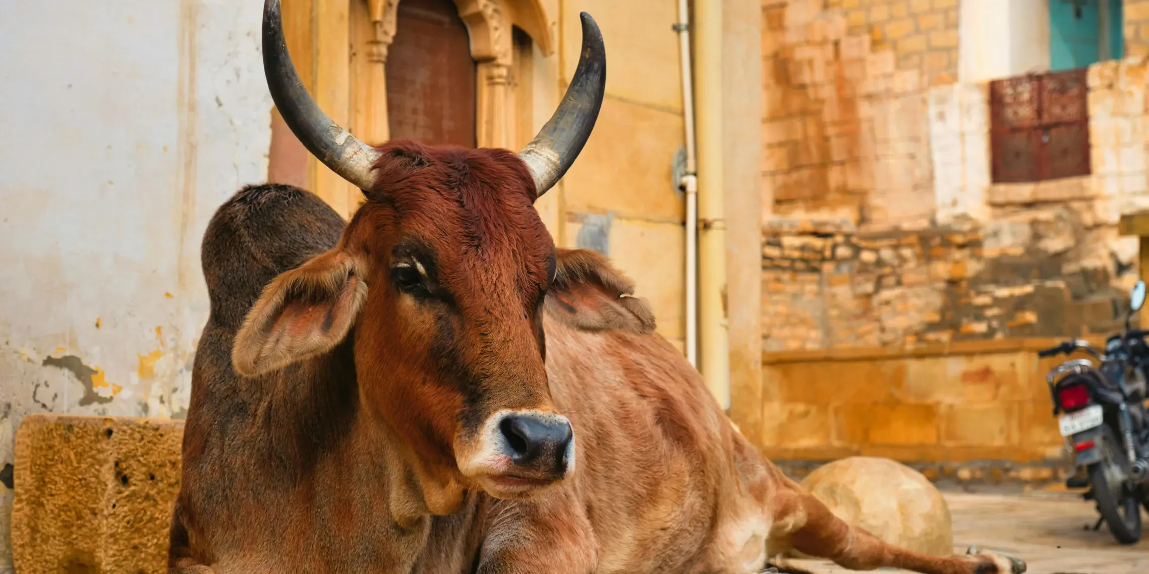 Divine Ayurveda Kapha